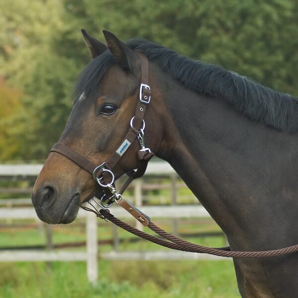 Reithalfter, Korrektur Halfter