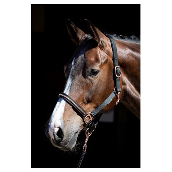 Halfterset Rosegold NXT