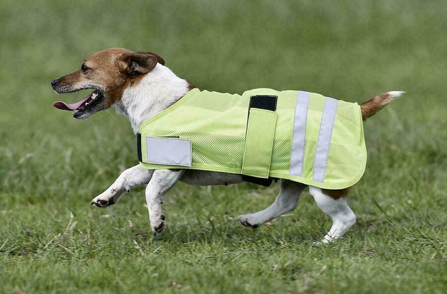Hundedecke Reflection, gelb, 25cm Rückenlänge